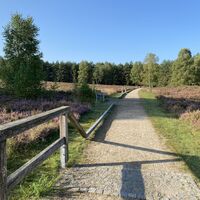 Wandern am Angelbecksteich zur Heideblüte