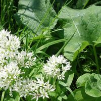 Flora: blühender Bärlauch