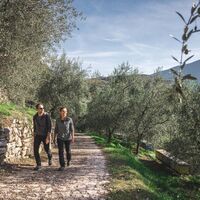 Spaziergang im Olivenhain