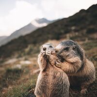 Murmeltiere Saas-Fee