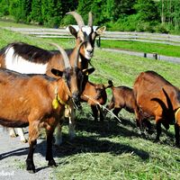 Gleich eine ganze Familie Ziegen.