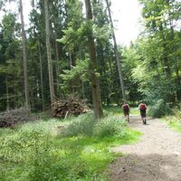 Weg durch den Taanwald - ViaJacobi Etappe 30
