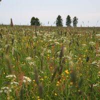Bergwiesen um Neustadt am Rennsteig