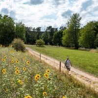 Sonnenblumenfeld auf dem Leininger Klosterweg