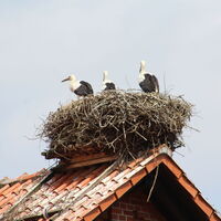 Storchennest