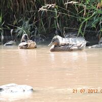 die Wiese