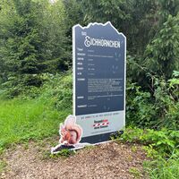 Eichhörnchen