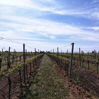 Wein soweit das Auge reicht