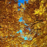 aber auch die Buchen haben eine traumhafte Farbe erhalten