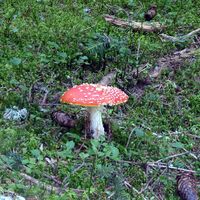 Es heißt, neben den ungenießbaren Fliegenpilzen wachsen oft die köstlichen Steinpilze...