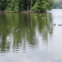Wasservögel auf den Krickenbecker Seen
