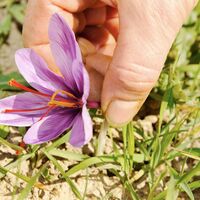 Safranblüte