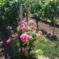Weinberg bei Königsbach