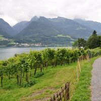 Rebberge beim Weiler Au