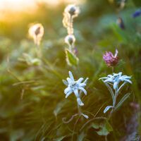 Edelweiss auf dem Weg zur Kanisfluh