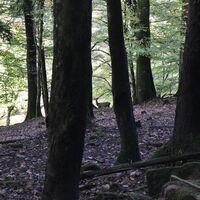 Rotwild im Wildgehege