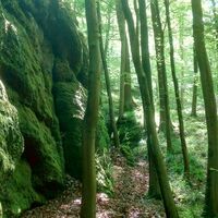 Bemooste Felsen in der Landgrafenschlucht