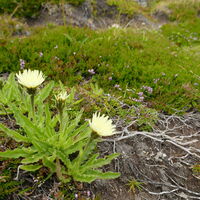 Endivien Habichtskraut