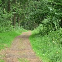 Schöner Waldweg