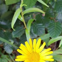 Flora: Gämswurzen