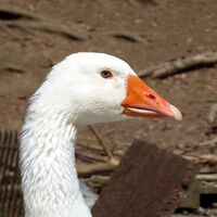 Die Wachgans bei der Röhrmoosmühle.