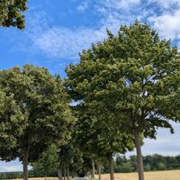 RALLYE PS.SPEICHER, on the road_05.07.2025 © Einbeck Tourismus (24).jpg