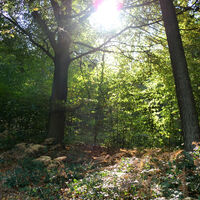 Der Reichswald bei Kleve