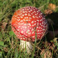 Fliegenpilz am Großen Hörselberg bei Eisenach