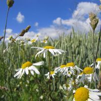 Felder mit Blühstreifen