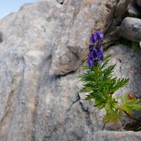 ein Blauer Eisenhut - schön, aber eine der giftigsten Pflanzen in den Alpen!