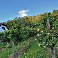 Weingärten bei Hofkirche_Apfelland-Stubenbergsee_Oststeiermark