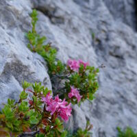 Westseitig blühen sogar noch Alpenrosen