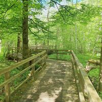 0.8 km Holzbrücken