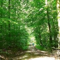 Wandern im Salzufler Stadtforst