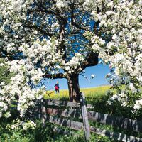 Apfelblüte_Oststeiermark