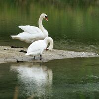 aue-chly-rhy-schwaene