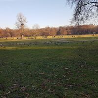 Gänse im Englsichen Garten