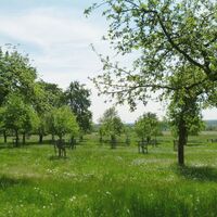 Lienen_Teutoschleife Holperdorper_Obstwiese_Anja Schmidt.jpg