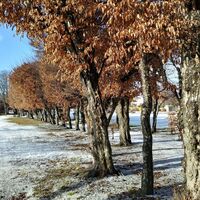 Schlosspark Pöllau, Hainbuchenallee im Winter in der Oststeiermark