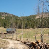 Akogelbauer mit Hochlandrinder