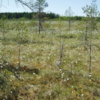 SUMPFGEBIET HÄMMÄAUTEENSUO
