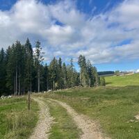 Forststraße bei den Eineneck Alpen