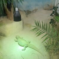 Leguan
