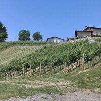 Wir wandern bei Weingärten vorbei