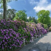 Rhododendren