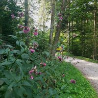 Kleine Raabklamm_Weiz_Oststeiermark