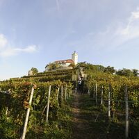 Weinberg bei Schloss Kaltenstein in Vaihingen an der Enz