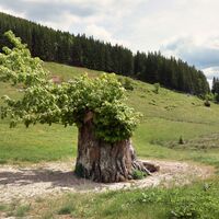 Auf der Reiteralm