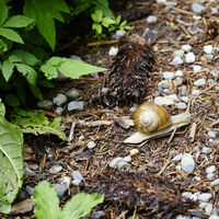 Weggefährten im Wald