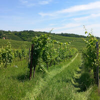 Sommerliche Weingärten in sattem Grün.
